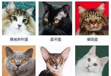 最齐全的猫咪证件照，你觉得哪个颜值最高？