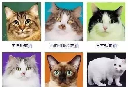 最齐全的猫咪证件照，你觉得哪个颜值最高？