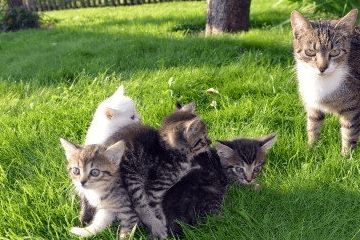 可爱的带财运的猫咪名字精选