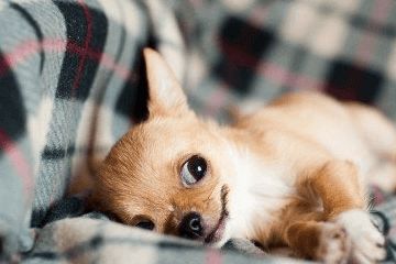 可爱的带财运的猫咪名字大全