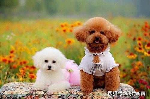 神秘科学解析揭秘，养什么宠物能助您财运亨通，事业发达？