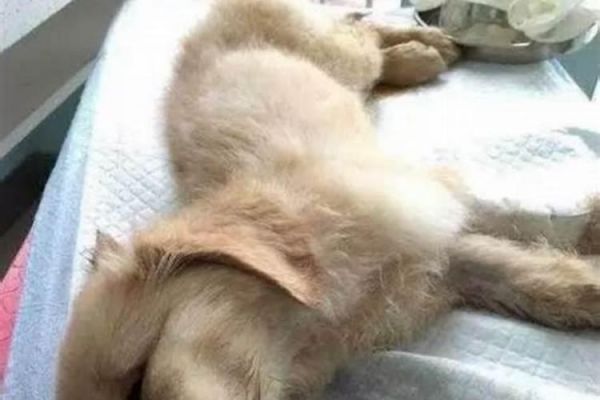 梦见自已养的狗死了