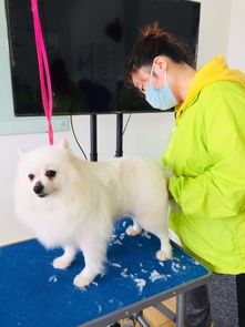 成都宠物美容学校哪家好