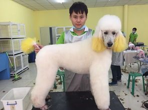 成都宠物学校培训学校哪家好