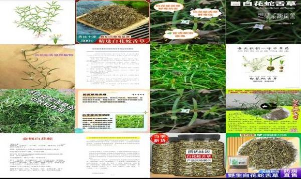 白花蛇的功效与作用与主治