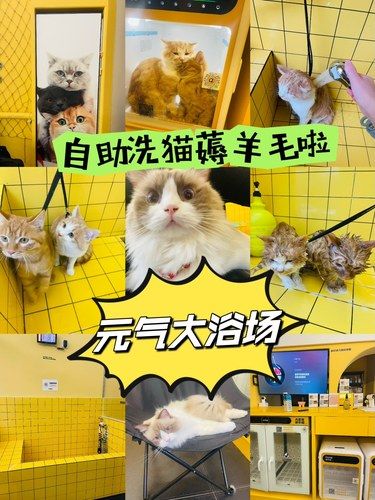 元气大浴场这羊毛被我薅上了！