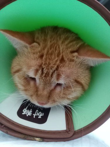 面包猫