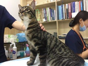 今天猫主子心情复杂了，第一针