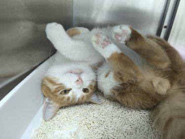 医院里的猫咪日常