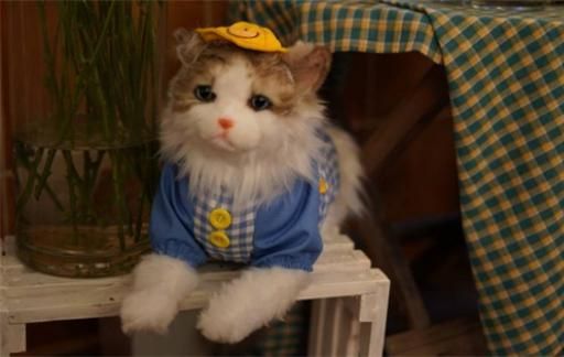 需要给猫准备哪些玩具