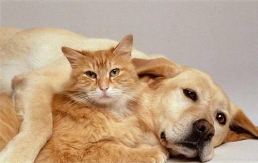 猫和狗能不能一起养