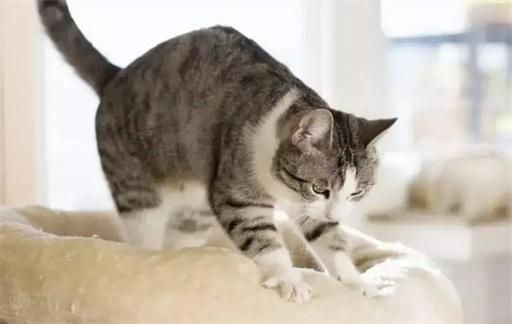 猫咪为什么会踩奶