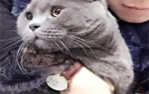蓝猫好养活吗