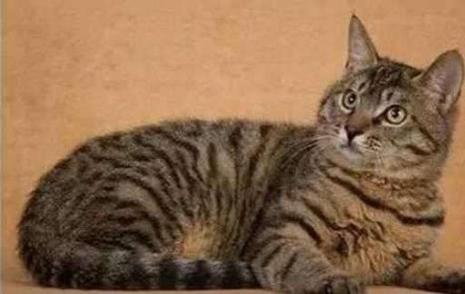 中国土猫都有哪些品种