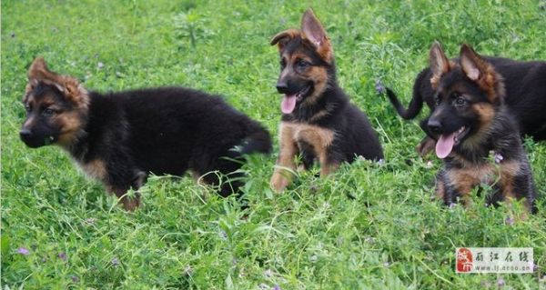 丽江狗场买狗丽江名犬基地买德牧