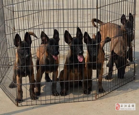 丽江买狗丽江买马犬丽江名犬市场买狗