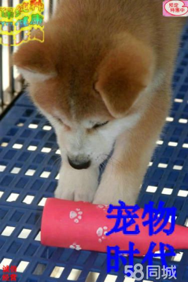*级秋田繁殖基地 引进名贵种公繁殖更优秀的秋田幼犬