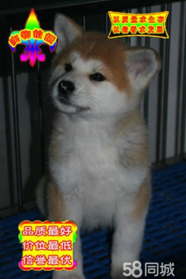 高品质日系秋田犬 秋保证书齐全多窝可挑 疫苗驱虫齐