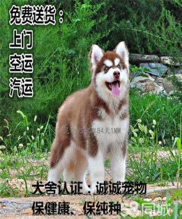 高品质纯种阿拉斯加,犬舍繁殖健康质量保证可送货