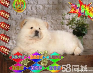 高品质肉嘴大头松狮犬血统纯正疫苗齐全 上门可优惠