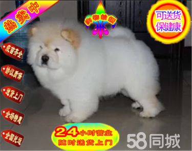 高品质肉嘴大头松狮犬血统纯正疫苗齐全 上门挑选