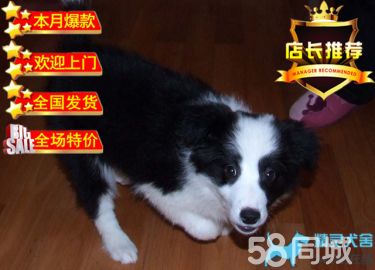 高品质赛级边牧幼犬、齐白通脖、签订终身纯种健康协议