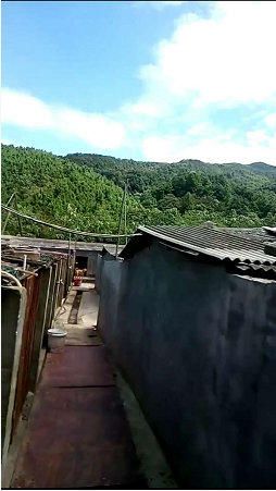 狗场名犬出售，欢迎上门挑选，全省可送货，包纯种健康