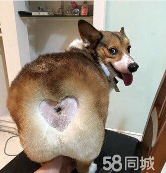 3个月的柯基犬2000元（公母均有）