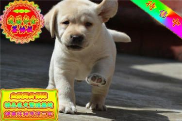 高品质最聪明的拉布拉多犬幼犬 品质有保证