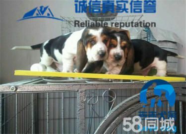 百*百纯种巴吉度猎犬，专业繁殖，值得信赖