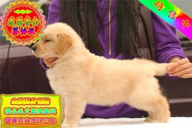 包纯种包健康品质大头金毛犬宠物狗