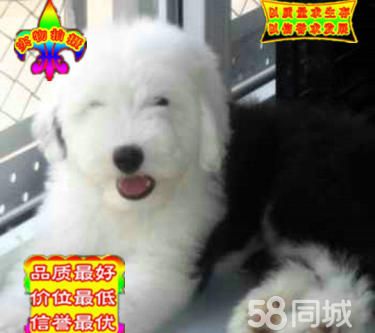 古代牧羊犬 白头通背四脚踏雪幼犬待售 签合同保健康