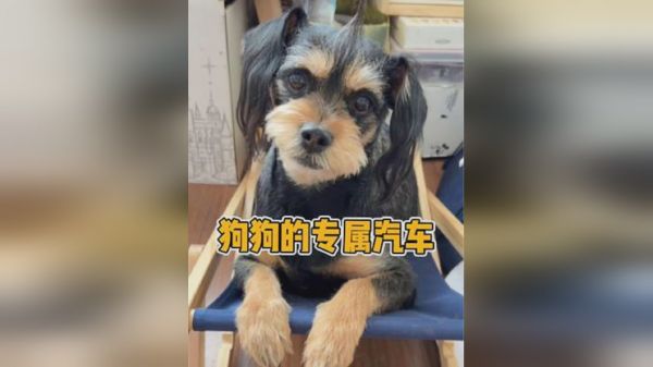 老爸竟然带着狗狗去体验宠物专属小汽车！