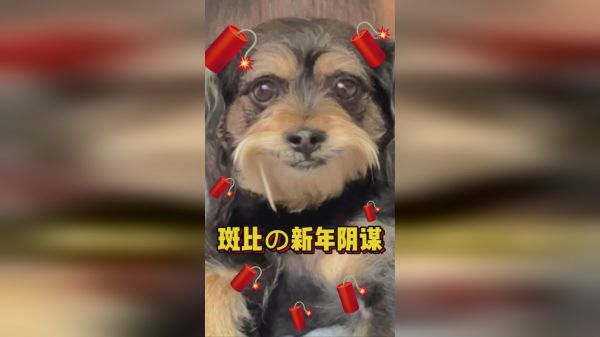 大年初三，斑比的衣服竟然丢了，我爸开启狂暴模式