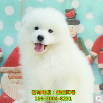 丽江哪里有狗场，哪里有店、家庭犬