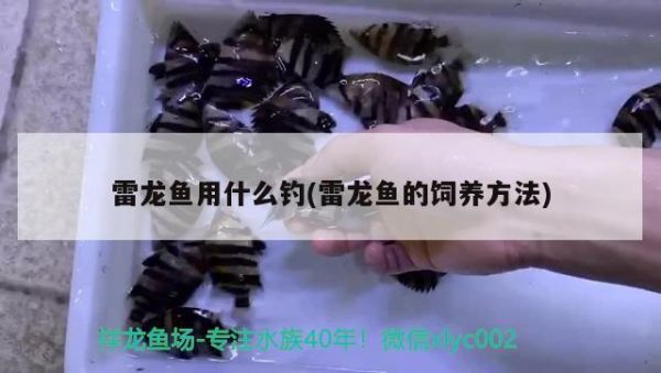 龙猫多少钱：龙猫多少钱一只宠物