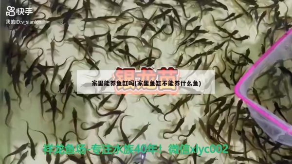 龙猫多少钱：龙猫多少钱一只宠物