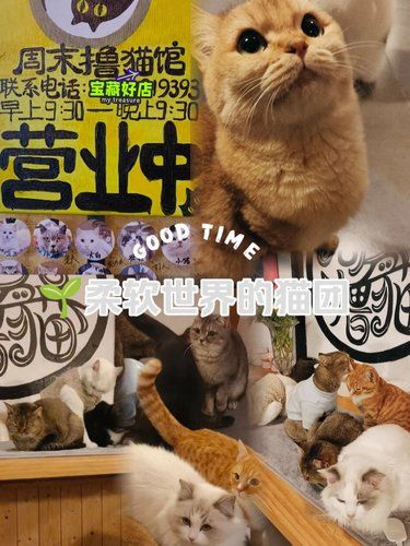 柔软世界的猫团们～超治愈