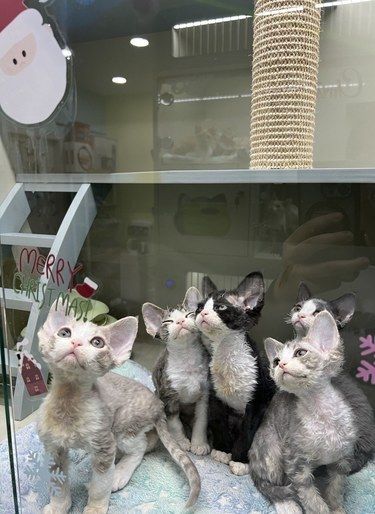 德文撸猫馆一日游～～～