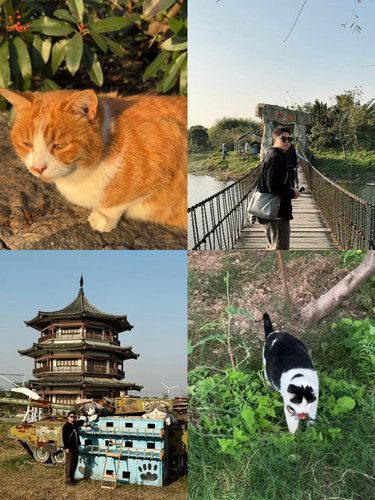 在上海 周末我去了一个全是猫的“小岛”