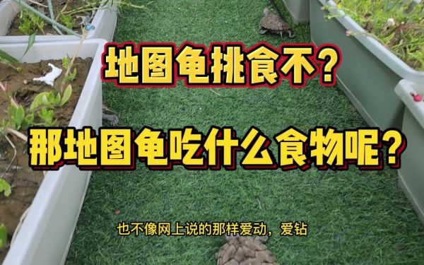 乌龟最喜欢吃什么_乌龟喜欢吃饲料吗_乌龟爱吃