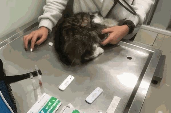 福懋宠物医院加盟