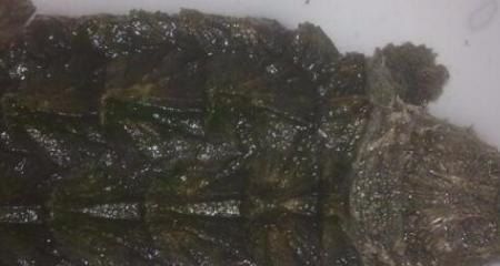 宋茜抱着宠物猪,宋茜抱着宠物猪