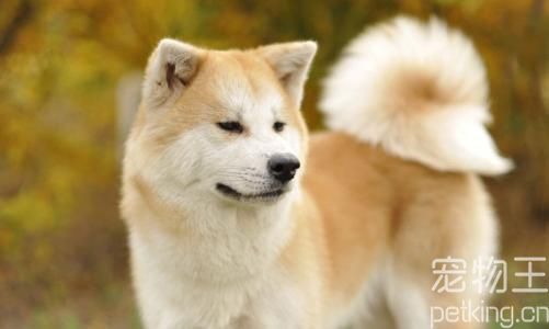秋田犬