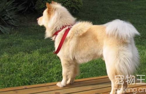 秋田犬