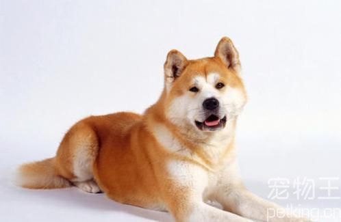 秋田犬