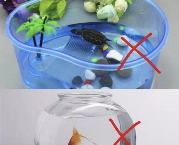宋茜现在几斤_宋茜真实体重身高