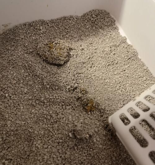 宠物拉稀怎么办（探究小猫拉稀的原因及喝酸奶是否安全、合适）