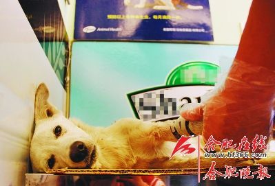 宠物尸体如何处理成难题（图）