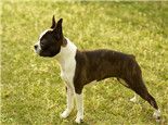波士顿梗犬的性格特点